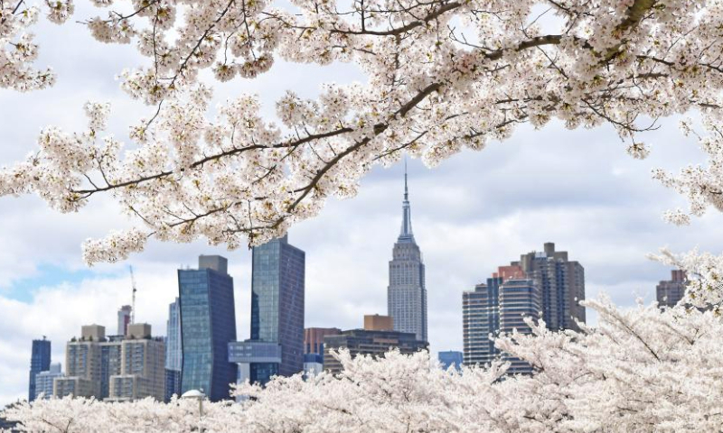 This photo taken on April 5, 2024 shows cherry blossoms with the Manhattan skyline in the background in New York, the United States. (Xinhua/Li Rui)