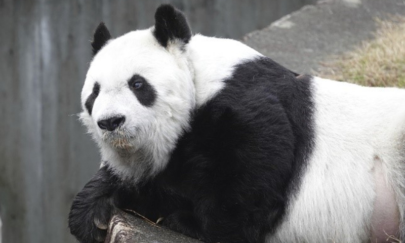Giant panda Shuangshuang Photo: VCG