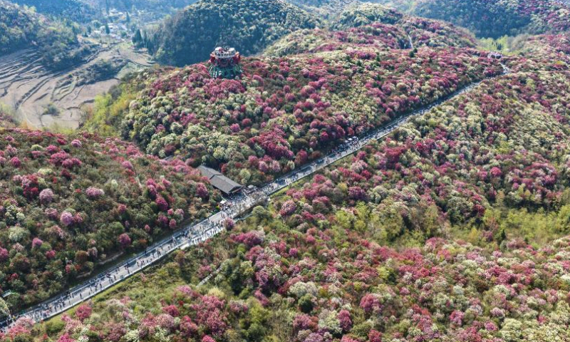 An aerial drone photo taken on March 30, 2024 shows tourists visiting an azalea scenic area in Bijie, southwest China's Guizhou Province. (Xinhua/Tao Liang)