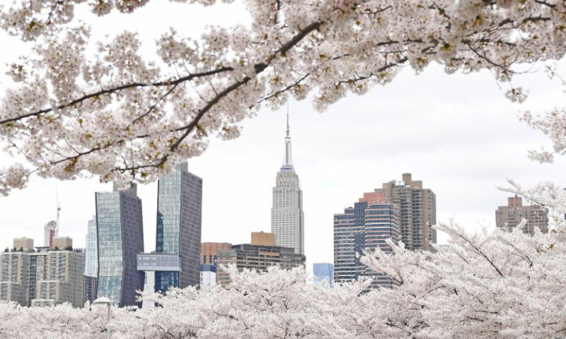 This photo taken on April 5, 2024 shows cherry blossoms with the Manhattan skyline in the background in New York, the United States. (Xinhua/Li Rui)