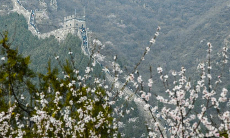 A train runs amid blooming flowers near the Juyongguan section of the Great Wall in Beijing, capital of China, March 24, 2024. (Photo by Liu Mancang/Xinhua)