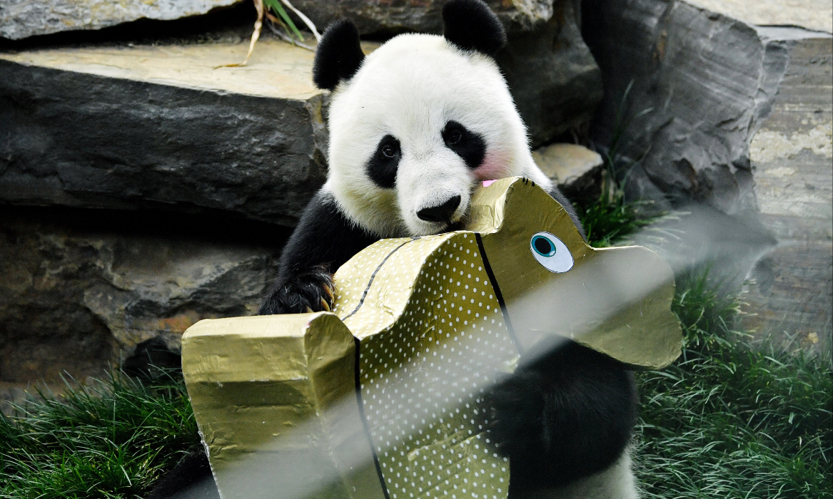 Photo of Wang Wang. Photo: VCG