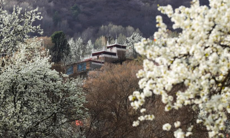 This photo taken on March 23, 2024 shows blooming pear trees and residences of local people in Danba County, Tibetan Autonomous Prefecture of Garze, southwest China's Sichuan Province. Danba County has rolled out policies to support the development of the homestay industry and accelerate the high-quality development of the cultural tourism industry. (Xinhua/Shen Bohan)

