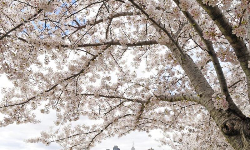This photo taken on April 5, 2024 shows cherry blossoms with the Manhattan skyline in the background in New York, the United States. (Xinhua/Li Rui)
