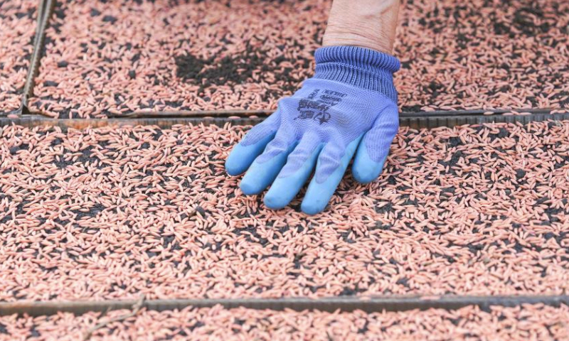 This photo taken on April 4, 2024 shows a worker leveling sown seeds at a greenhouse for paddy rice seedling in Shuangyashan City, northeast China's Heilongjiang Province. Heilongjiang, known as the country's grain barn and well noted for its high-quality rice produce, has kicked off paddy rice sowing operations. (Xinhua/Wang Song)