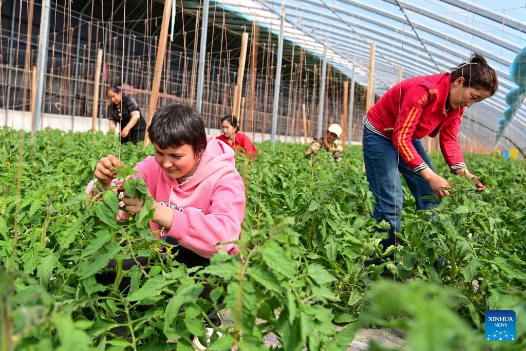 Farmers work at a vegetable base in Aykol Town of Aksu, northwest China's Xinjiang Uygur Autonomous Region, March 22, 2024. With the help of modern agricultural technologies, the vegetable base in Aykol Town of Aksu has become an important base for vegetable supply in southern Xinjiang.(Photo: Xinhua)