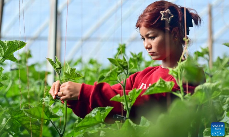 A farmer fixes cucumber vines at a vegetable base in Aykol Town of Aksu, northwest China's Xinjiang Uygur Autonomous Region, March 24, 2024. With the help of modern agricultural technologies, the vegetable base in Aykol Town of Aksu has become an important base for vegetable supply in southern Xinjiang.(Photo: Xinhua)