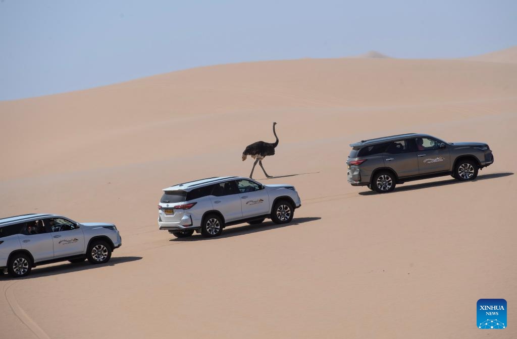 An ostrich walks in the desert as vehicles pass by at the Sandwich Harbor in Namib-Naukluft National Park in Namibia, on March 24, 2024. In Namibia's Namib-Naukluft National Park, located 400 kilometers from the capital city of Windhoek, there is a scenic spot known as Sandwich Harbor. With its unique half sea and half desert scenery, it attracts tourists from around the world.(Photo: Xinhua)