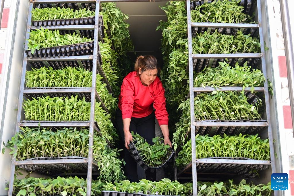 A seller loads seedlings onto a truck at a vegetable base in Aykol Town of Aksu, northwest China's Xinjiang Uygur Autonomous Region, March 24, 2024. With the help of modern agricultural technologies, the vegetable base in Aykol Town of Aksu has become an important base for vegetable supply in southern Xinjiang(Photo: Xinhua)