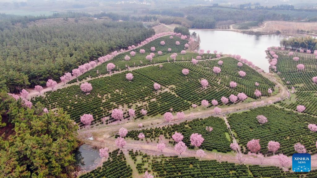 An aerial drone photo taken on March 26, 2024 shows cherry blossoms at a tea garden in Liyang, east China's Jiangsu Province.(Photo: Xinhua)