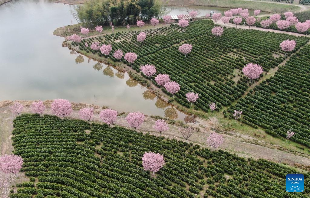 An aerial drone photo taken on March 26, 2024 shows cherry blossoms at a tea garden in Liyang, east China's Jiangsu Province.(Photo: Xinhua)