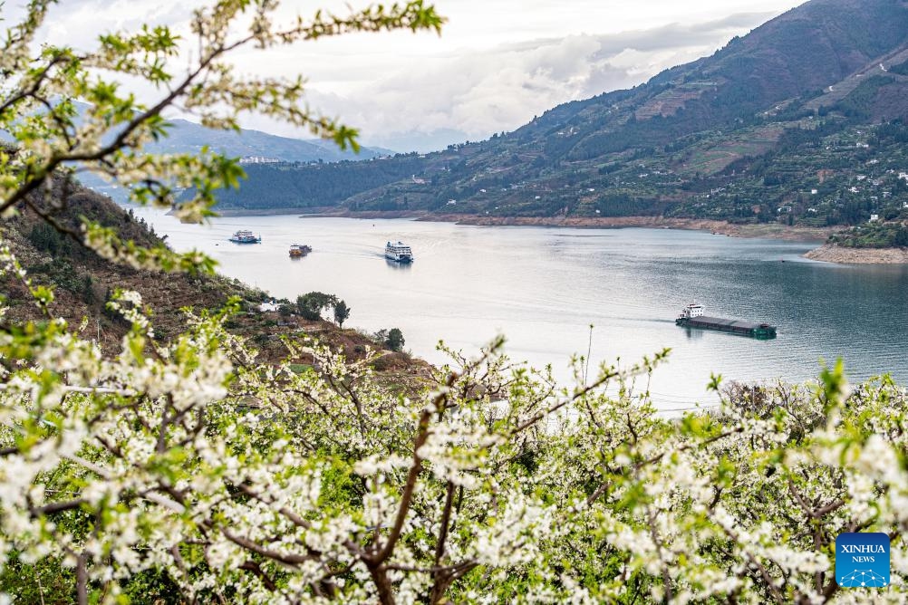 This photo taken on March 25, 2024 shows plum blossoms on the bank of the Yangtze River in Quchi Township of Wushan County, southwest China's Chongqing Municipality. More than 20,000 mu (about 1333.3 hectares) of plum trees on the banks of the Yangtze River in Quchi Township are in bloom.(Photo: Xinhua)