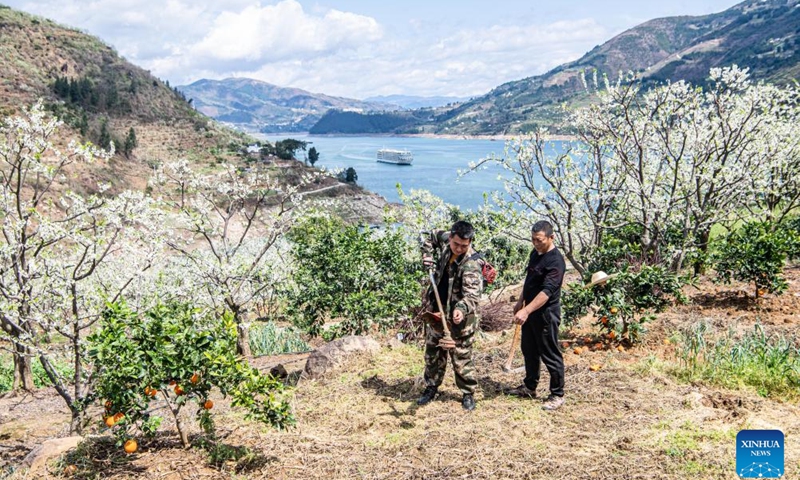 Villagers work at a plum plantation in Quchi Township of Wushan County, southwest China's Chongqing Municipality, on March 25, 2024. More than 20,000 mu (about 1333.3 hectares) of plum trees on the banks of the Yangtze River in Quchi Township are in bloom.(Photo: Xinhua)