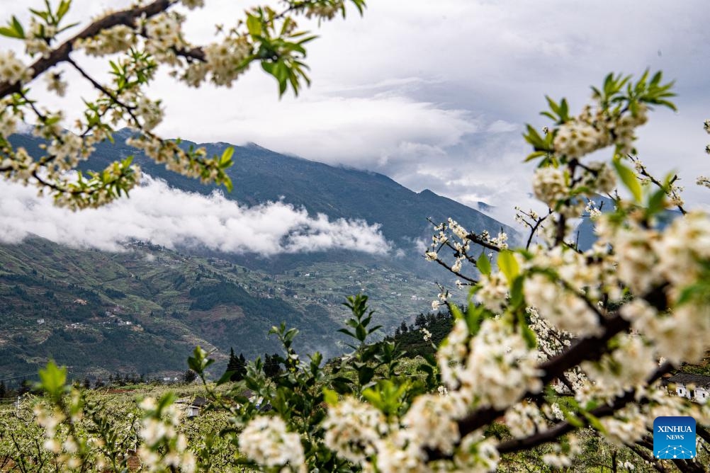 This photo taken on March 25, 2024 shows plum blossoms on the bank of the Yangtze River in Quchi Township of Wushan County, southwest China's Chongqing Municipality. More than 20,000 mu (about 1333.3 hectares) of plum trees on the banks of the Yangtze River in Quchi Township are in bloom.(Photo: Xinhua)