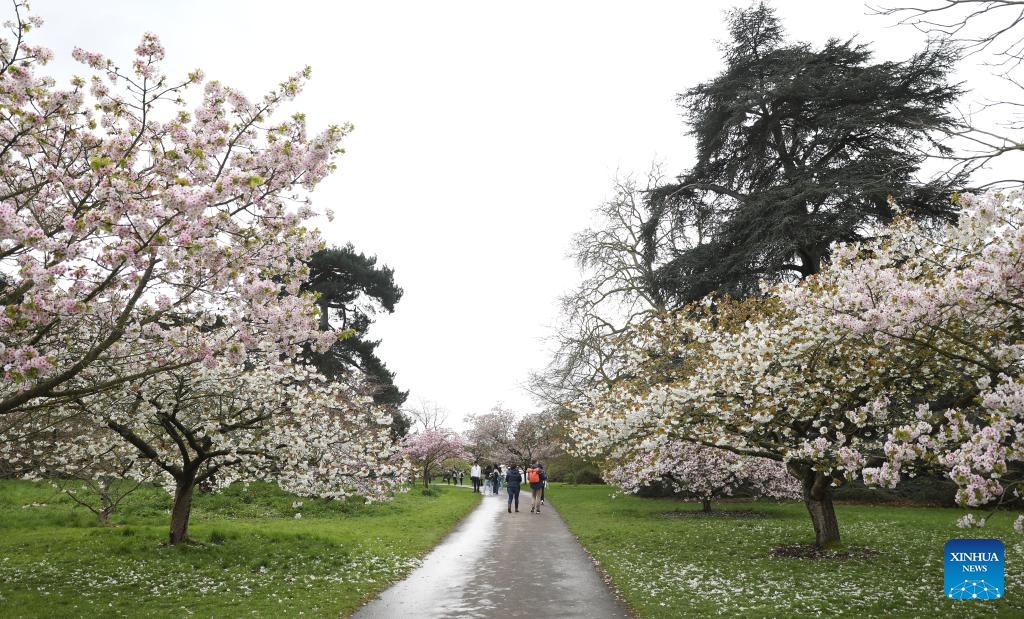 People walk past blooming flowers at Kew Gardens in London, Britain, March 27, 2024.(Photo: Xinhua)