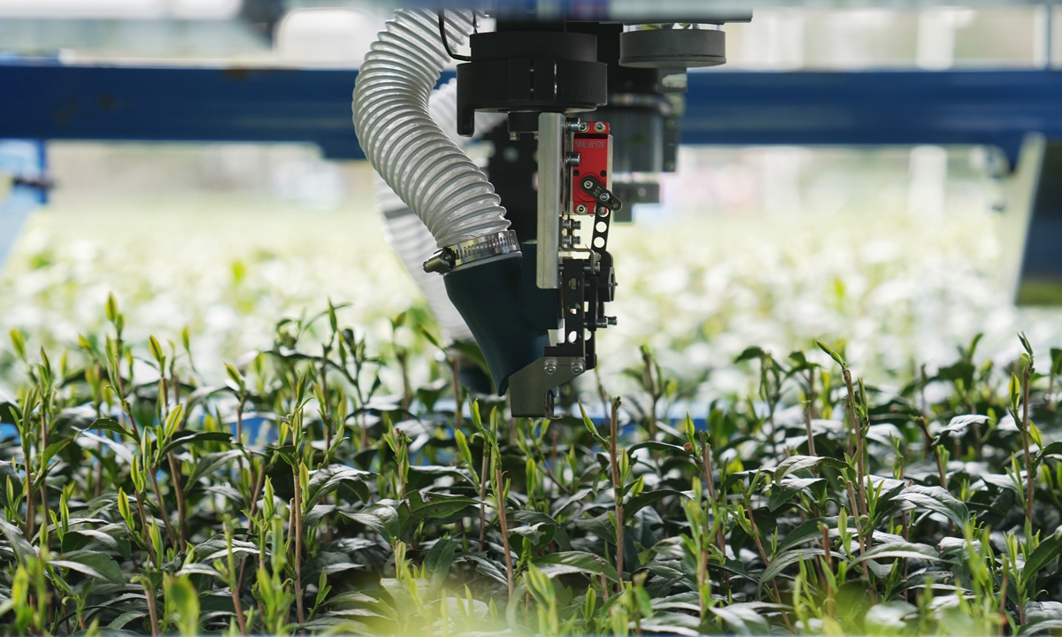 Right: AI-equipped intelligent tea picking robots developed by Zhejiang Sci-Tech University begin harvesting early spring Longjing tea in the tea garden in Hangzhou, East China's Zhejiang Province, on March 26, 2024. Photo: VCG