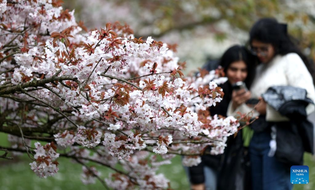 People stand next to blooming flowers at Kew Gardens in London, Britain, March 27, 2024.(Photo: Xinhua)