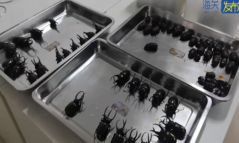 Beetles are found being illegally brought into the country by a passenger through Baiyun Airport in Guangzhou, South China's Guangdong Province. Photo: Screenshot from China's General Administration of Customs