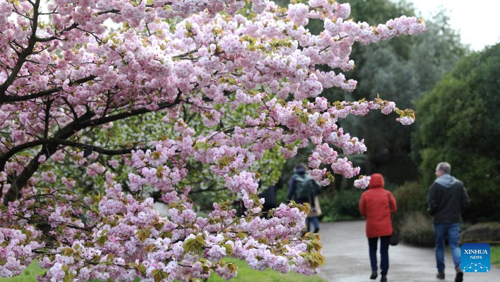People walk past blooming flowers at Kew Gardens in London, Britain, March 27, 2024.(Photo: Xinhua)