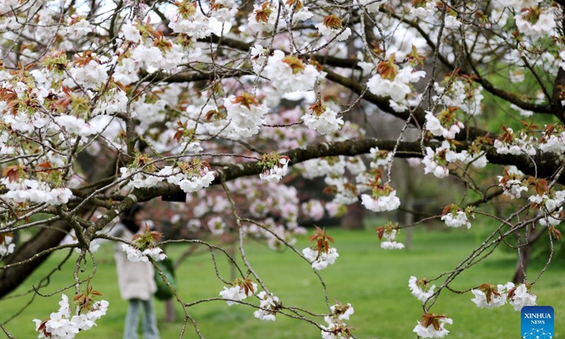 Blooming flowers are seen at Kew Gardens in London, Britain, March 27, 2024.(Photo: Xinhua)