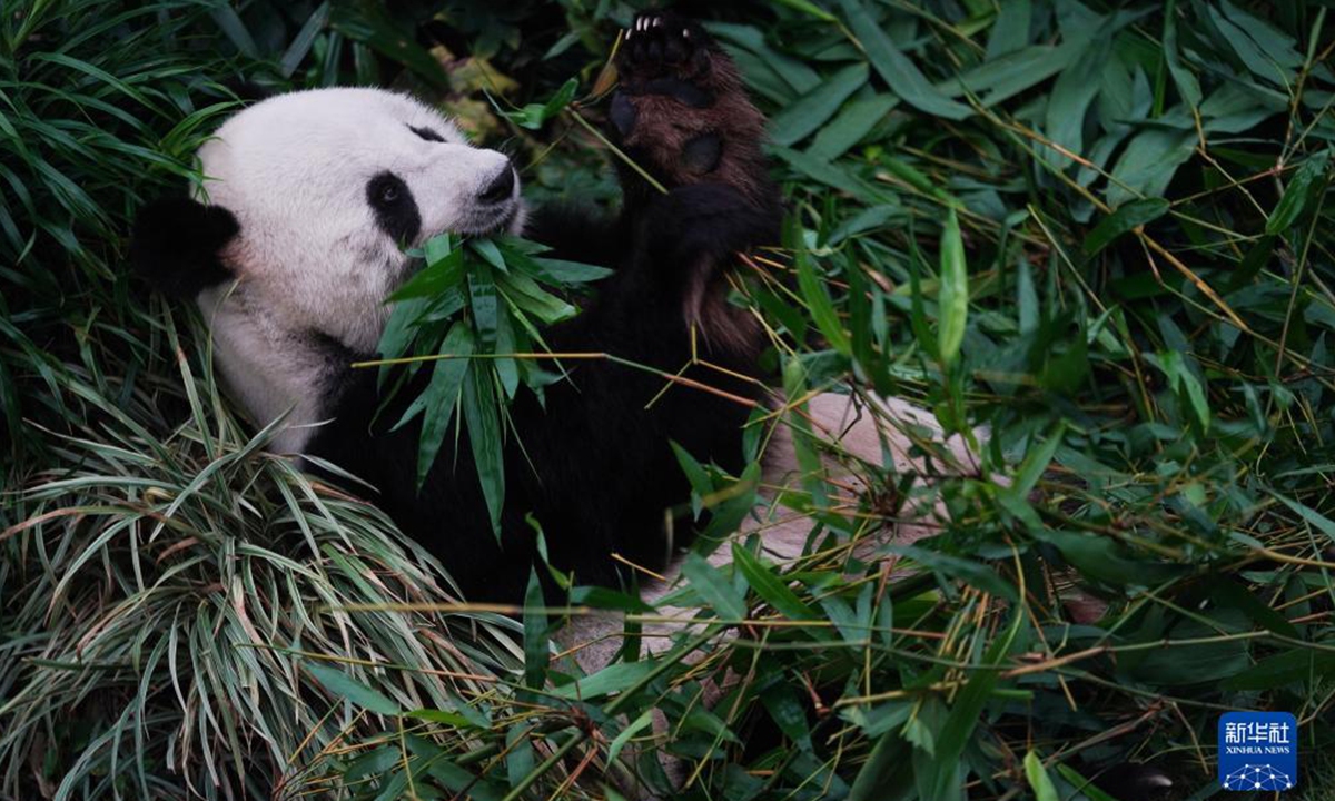 The giant panda Le Le eats breakfast in Ocean Park Hong Kong on April 19, 2023. Photo: Xinhua