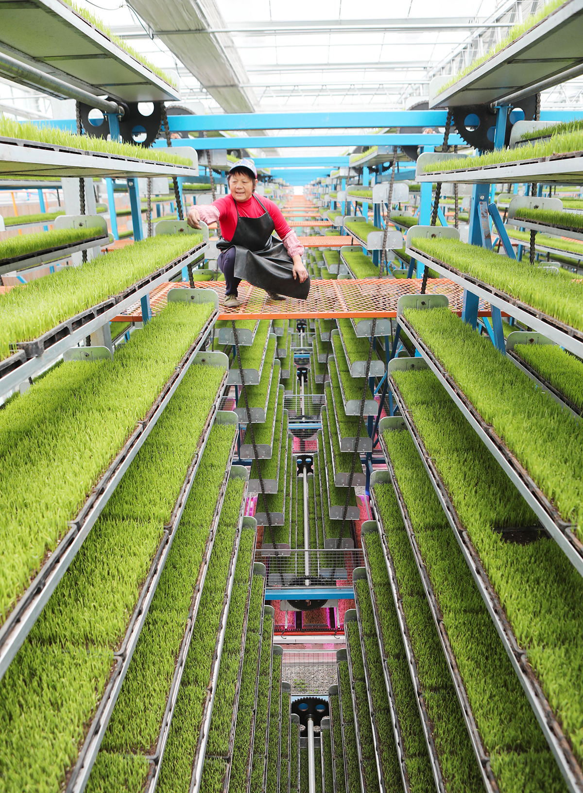 A worker check the growth of seedlings at the intelligent seedling cultivation base in Shuangxing village, Xianlong town, Yongchuan district, Southwest China's Chongqing Municipality, on March 14, 2024. Photo: VCG