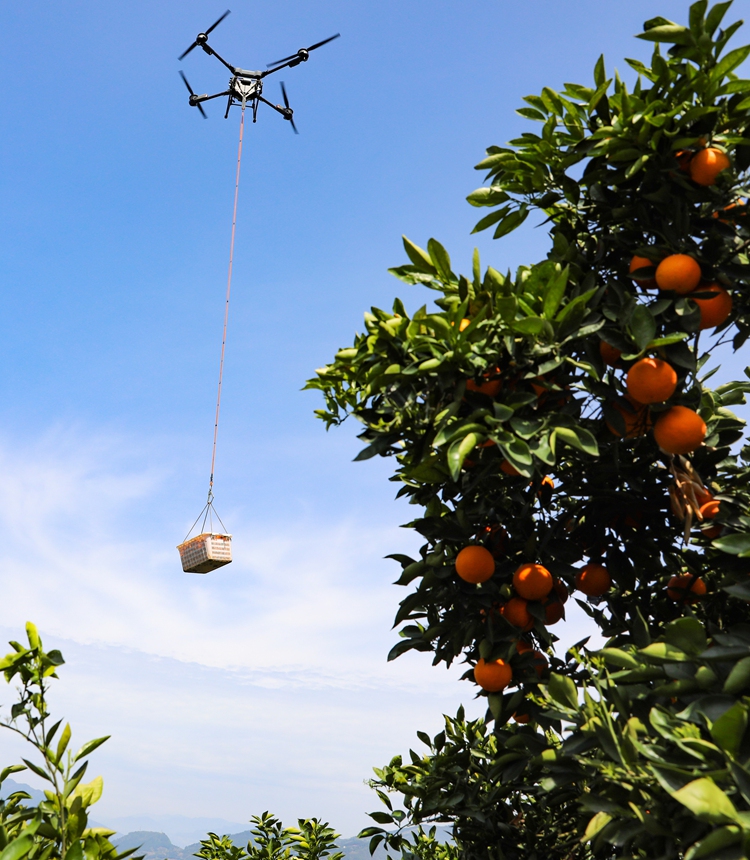 A drone transports navel oranges in the navel orange orchard of Dengjiapo village, Zigui county, Yichang, Central China's Hubei Province, on March 26, 2024. Photo: VCG