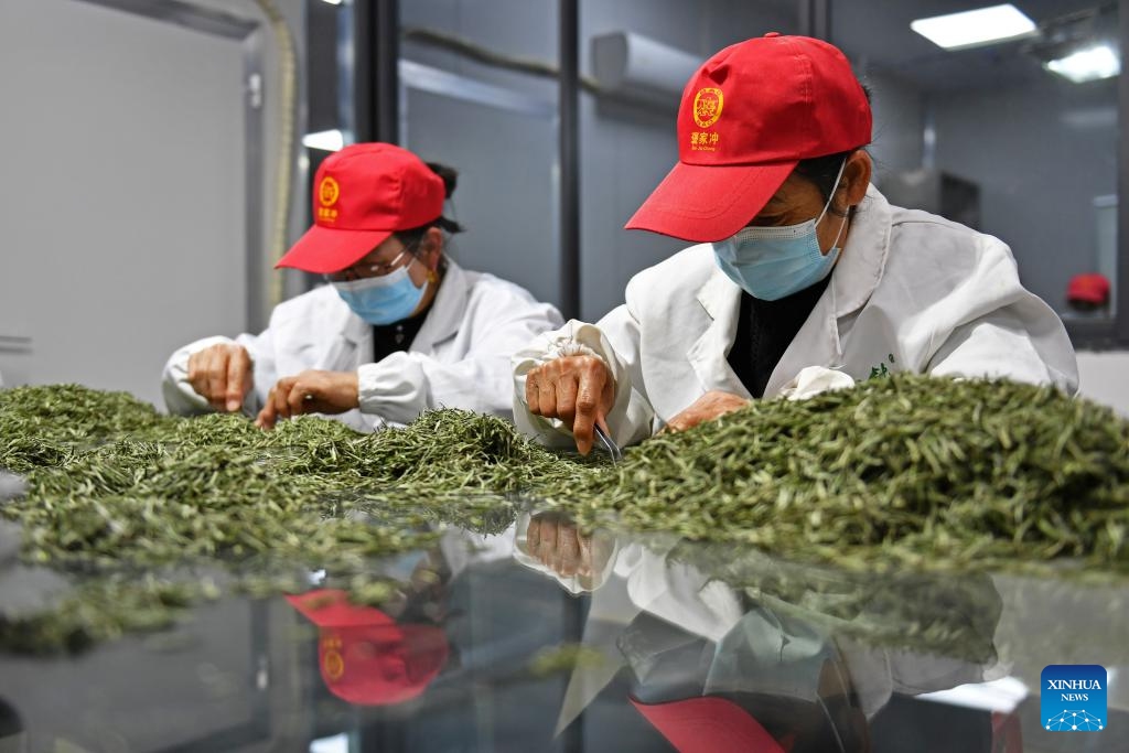 Workers select tea leaves at a tea processing enterprise in Dongping Township of Anhua County, central China's Hunan Province, March 26, 2024. Recently, farmers are busy harvesting tea leaves in Anhua County, a main producing area of dark tea in China. The county has 360,000 mu (24,000 hectares) of tea gardens with nearly 400,000 local people engaged in tea related industries.(Photo: Xinhua)