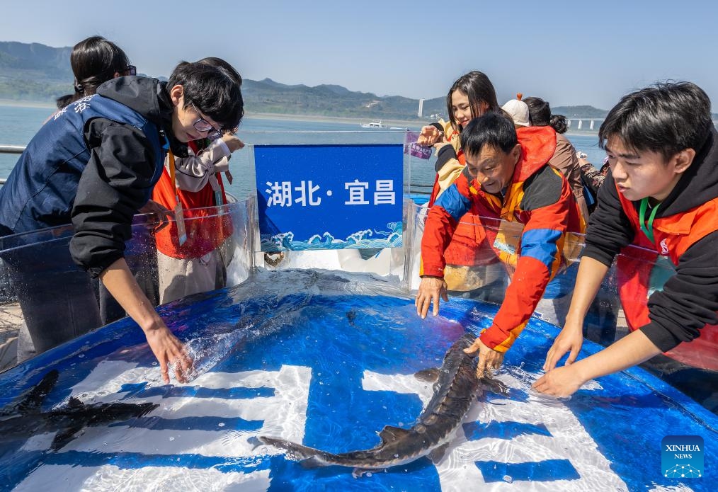 Chinese sturgeons are released to the Yangtze River in Yichang, central China's Hubei Province, March 28, 2024. More than 200,000 second filial generation Chinese sturgeons were released into the Yangtze River on Thursday to increase wild stocks of the rare species. (Photo: Xinhua)