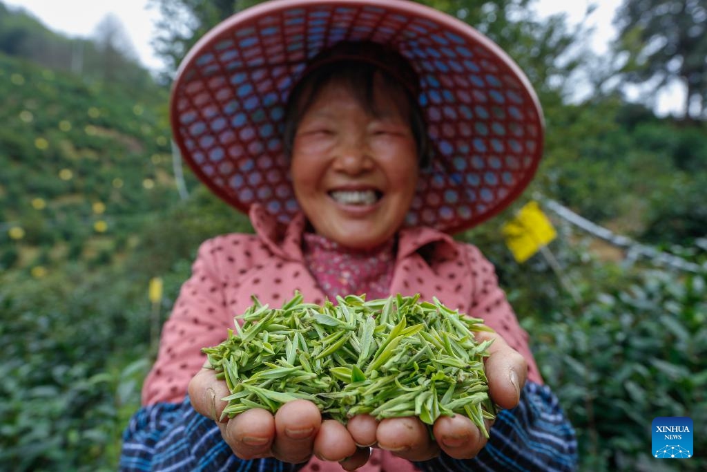 A farmer shows fresh tea leaves at a tea garden in Xixi'nan Township in Huangshan City, east China's Anhui Province, March 27, 2024. Tea farmers and enterprises are busy harvesting and processing spring tea leaves to meet the consumer demand lately.(Photo: Xinhua)