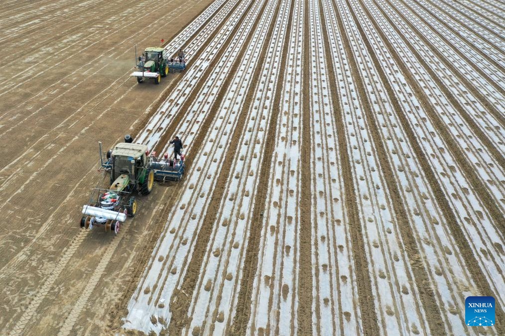 A drone photo shows self-driving seeders working in the farmland in Awat County of Aksu, northwest China's Xinjiang Uygur Autonomous Region, March 27, 2024. Xinjiang is a major hub of cotton production. As the temperature rises, the spring sowing of cotton in Xinjiang kicked off from south to north. In recent years, advancements in agricultural technology have gradually become vital allies to the farmers of Xinjiang. From planting to harvesting, mechanization and intelligent facilities have been widely applied.(Photo: Xinhua)