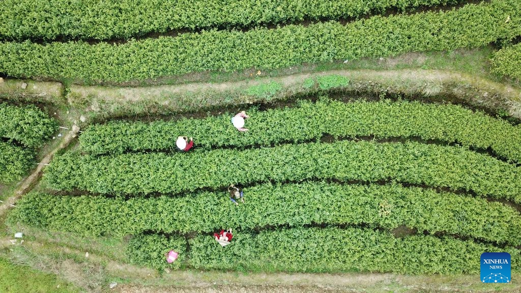 An aerial drone photo shows farmers working at a tea garden in Malu Township in Anhua County, central China's Hunan Province, March 26, 2024. Recently, farmers are busy harvesting tea leaves in Anhua County, a main producing area of dark tea in China. The county has 360,000 mu (24,000 hectares) of tea gardens with nearly 400,000 local people engaged in tea related industries.(Photo: Xinhua)
