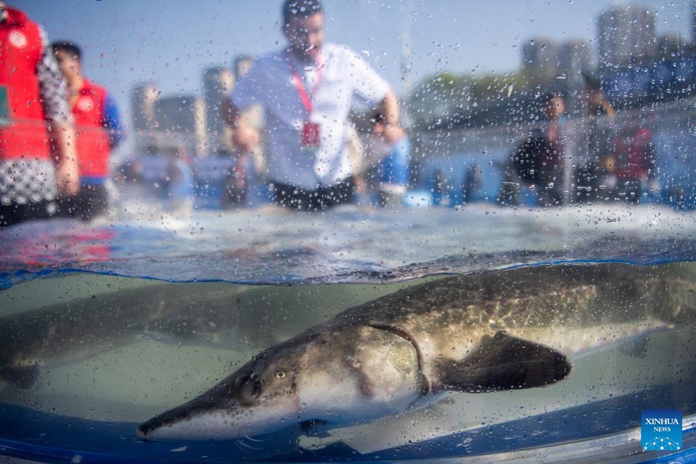 Chinese sturgeons to be released to the Yangtze River are seen in Yichang, central China's Hubei Province, March 28, 2024. More than 200,000 second filial generation Chinese sturgeons were released into the Yangtze River on Thursday to increase wild stocks of the rare species.(Photo: Xinhua)