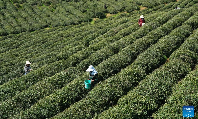 Farmers pick tea leaves at tea gardens in Ninghong Village in Xiushui County, east China's Jiangxi Province, March 28, 2024. Tea farmers and enterprises are busy harvesting and processing spring tea leaves to meet the consumer demand lately.(Photo: Xinhua)