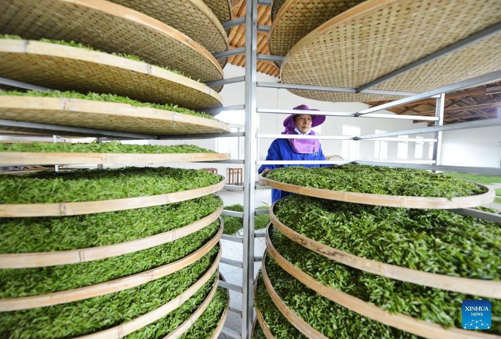 A worker processes tea leaves at a tea processing enterprise in Chaohu City, east China's Anhui Province, March 28, 2024. Tea farmers and enterprises are busy harvesting and processing spring tea leaves to meet the consumer demand lately.(Photo: Xinhua)