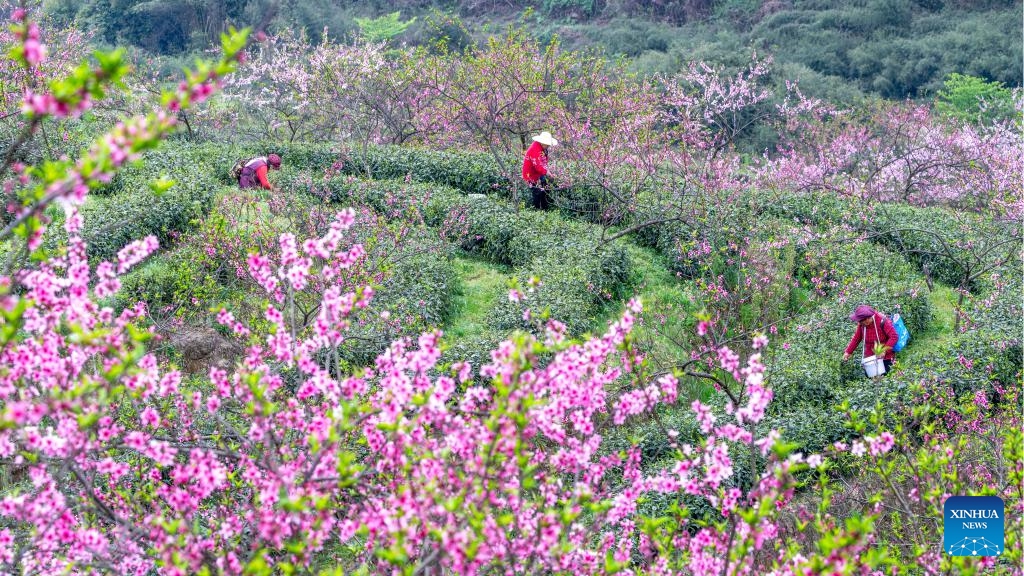 Farmers pick tea leaves at a tea garden in Qianfeng Township, southwest China's Chongqing Municipality, March 28, 2024. Tea farmers and enterprises are busy harvesting and processing spring tea leaves to meet the consumer demand lately.(Photo: Xinhua)