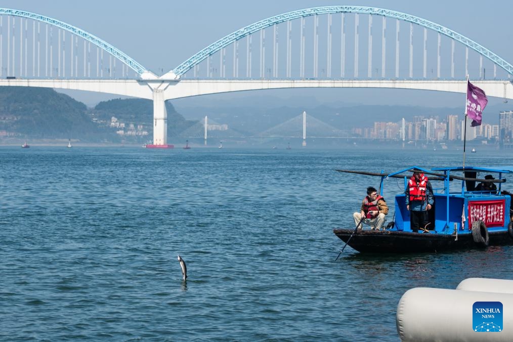 A Chinese sturgeon is seen at the Yangtze River in Yichang, central China's Hubei Province, March 28, 2024. More than 200,000 second filial generation Chinese sturgeons were released into the Yangtze River on Thursday to increase wild stocks of the rare species.(Photo: Xinhua)