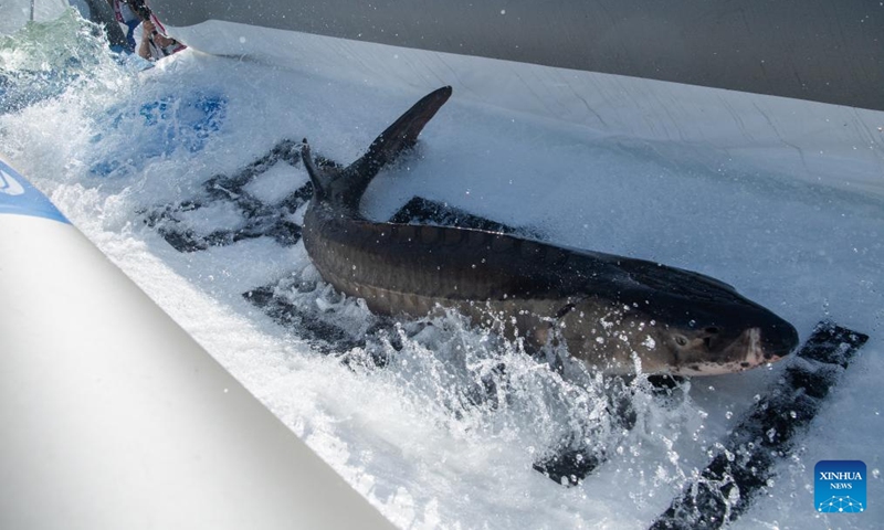 A Chinese sturgeon is released to the Yangtze River in Yichang, central China's Hubei Province, March 28, 2024. More than 200,000 second filial generation Chinese sturgeons were released into the Yangtze River on Thursday to increase wild stocks of the rare species.(Photo: Xinhua)