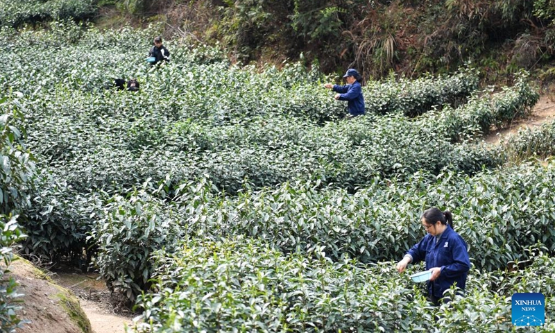 Farmers pick tea leaves at a tea garden in Malu Township of Anhua County, central China's Hunan Province, March 26, 2024. Recently, farmers are busy harvesting tea leaves in Anhua County, a main producing area of dark tea in China. The county has 360,000 mu (24,000 hectares) of tea gardens with nearly 400,000 local people engaged in tea related industries.(Photo: Xinhua)