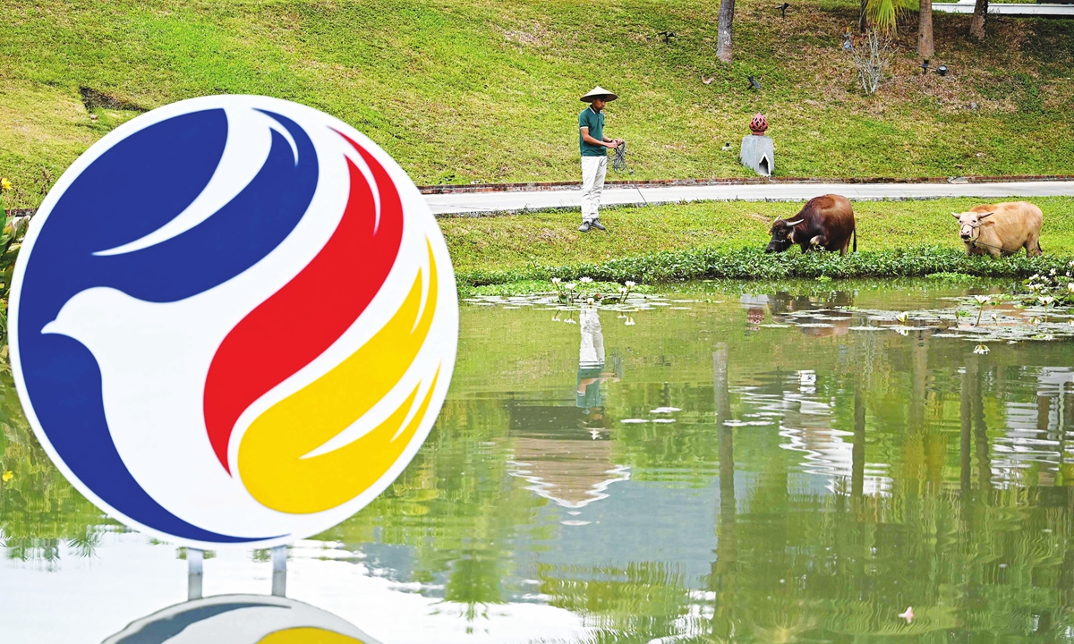 A man feeds water buffaloes near the ASEAN logo during the ASEAN Foreign Ministers' retreat meeting in Luang Prabang on January 29, 2024. Photo: VCG