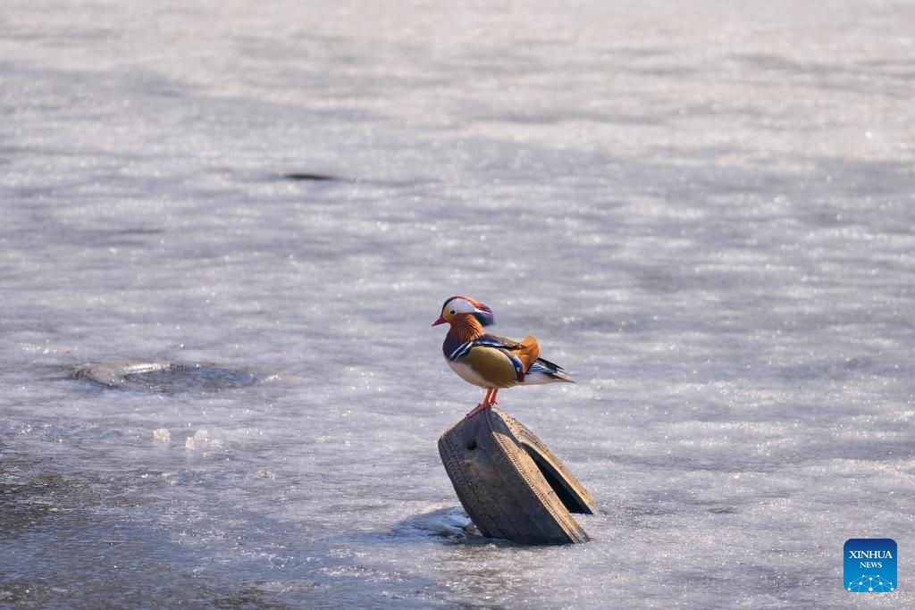A mandarin duck is seen at the outskirts of Vladivostok, Russia, April 1, 2024. As spring comes, mandarin ducks have flown back to the Russian Far East city of Vladivostok.(Photo: Xinhua)