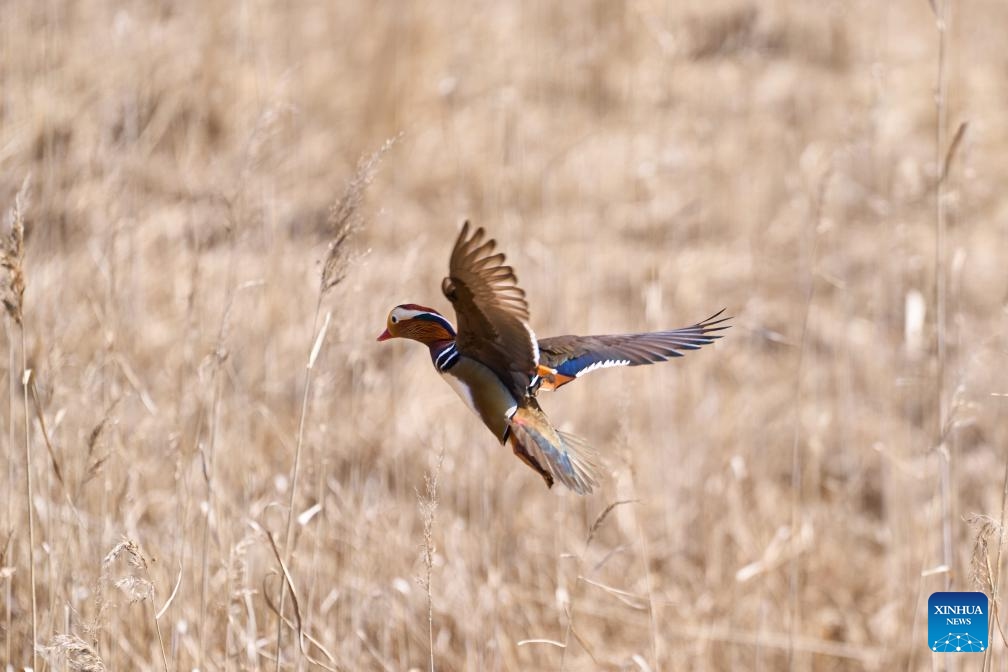 A mandarin duck is seen at the outskirts of Vladivostok, Russia, April 1, 2024. As spring comes, mandarin ducks have flown back to the Russian Far East city of Vladivostok.(Photo: Xinhua)