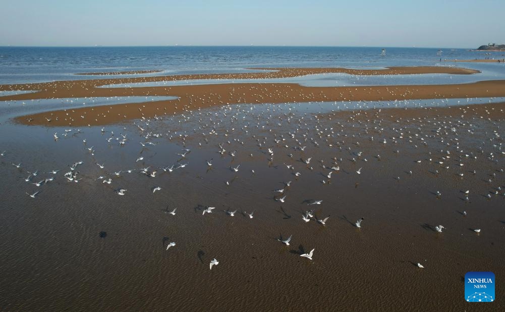 An aerial drone photo taken on March 31, 2024 shows waterfowls at a coastal wetland in Beidaihe District of Qinhuangdao, north China's Hebei Province. Flocks of migratory birds have made their stopovers in the wetland here recently.(Photo: Xinhua)