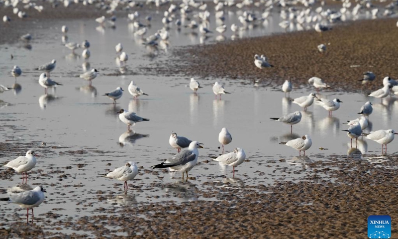 Waterfowls forage at a coastal wetland in Beidaihe District of Qinhuangdao, north China's Hebei Province, March 31, 2024. Flocks of migratory birds have made their stopovers in the wetland here recently.(Photo: Xinhua)