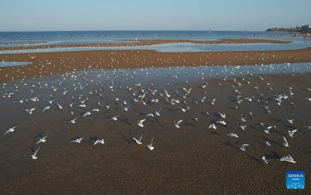 An aerial drone photo taken on March 31, 2024 shows waterfowls at a coastal wetland in Beidaihe District of Qinhuangdao, north China's Hebei Province. Flocks of migratory birds have made their stopovers in the wetland here recently.(Photo: Xinhua)