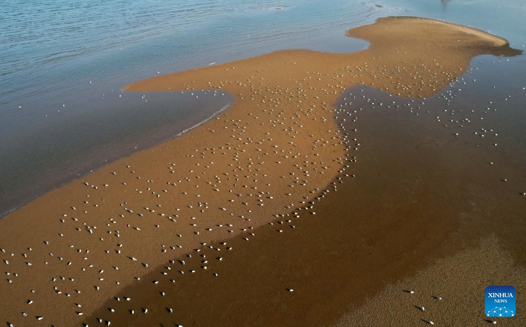 An aerial drone photo taken on March 31, 2024 shows waterfowls at a coastal wetland in Beidaihe District of Qinhuangdao, north China's Hebei Province. Flocks of migratory birds have made their stopovers in the wetland here recently.(Photo: Xinhua)