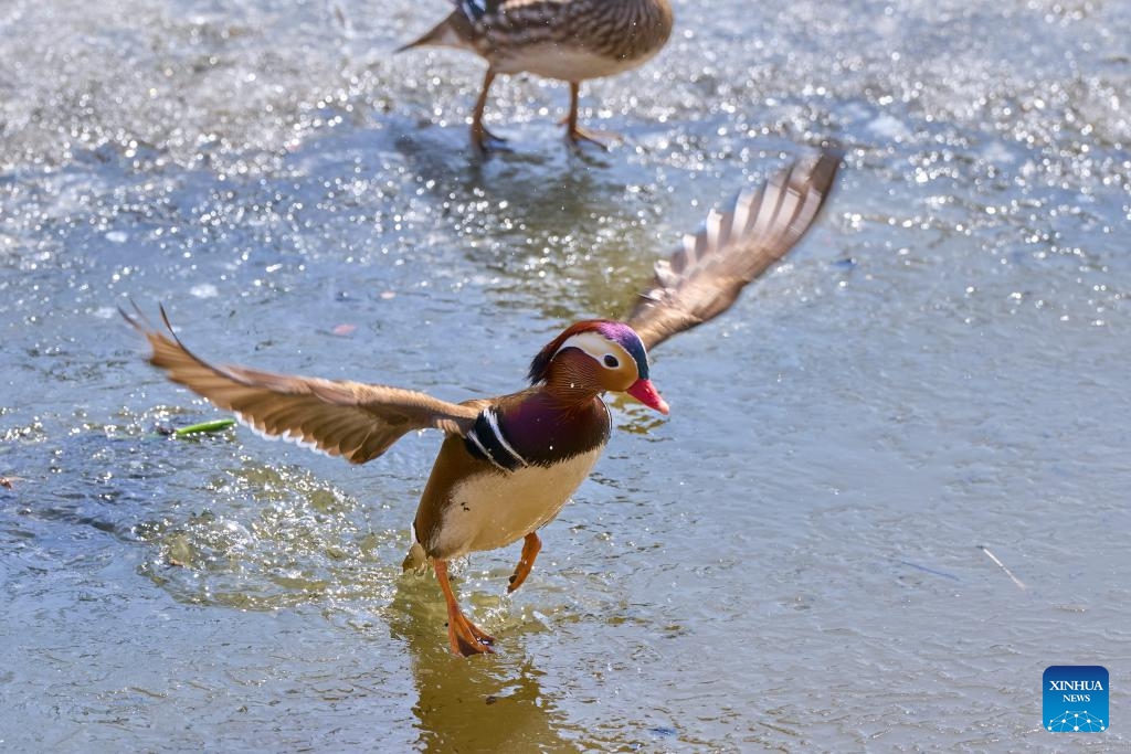 A mandarin duck is seen at the outskirts of Vladivostok, Russia, April 1, 2024. As spring comes, mandarin ducks have flown back to the Russian Far East city of Vladivostok.(Photo: Xinhua)