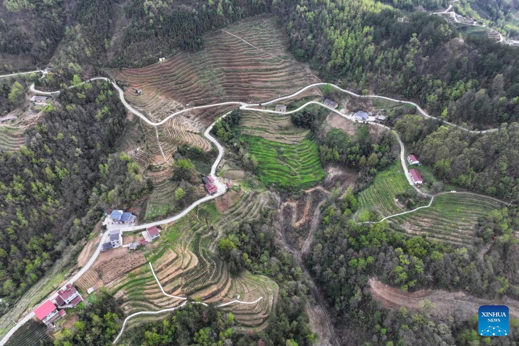 An aerial drone photo taken on March 27, 2024 shows a tea plantation in Shuanglong Town of Hanbin District in Ankang, northwest China's Shaanxi Province.(Photo: Xinhua)