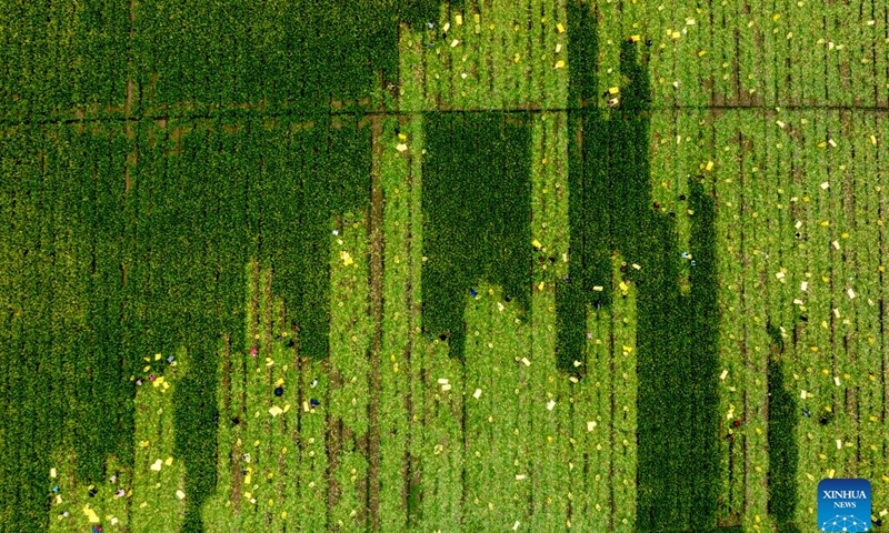 An aerial drone photo shows farmers working in the field in Yuyao City, east China's Zhejiang Province, April 4, 2024. The spring farming is in full swing across China during the Qingming festival. (Photo by Zhang Hui/Xinhua)
