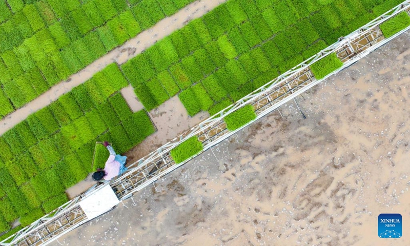 An aerial drone photo shows a farmer working in the rice field in Meishan City, southwest China's Sichuan Province, April 4, 2024. The spring farming is in full swing across China during the Qingming festival. (Photo by Weng Guangjian/Xinhua)